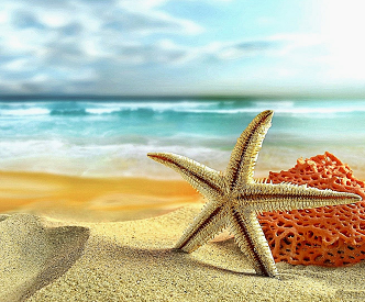 picture of starfish on beach